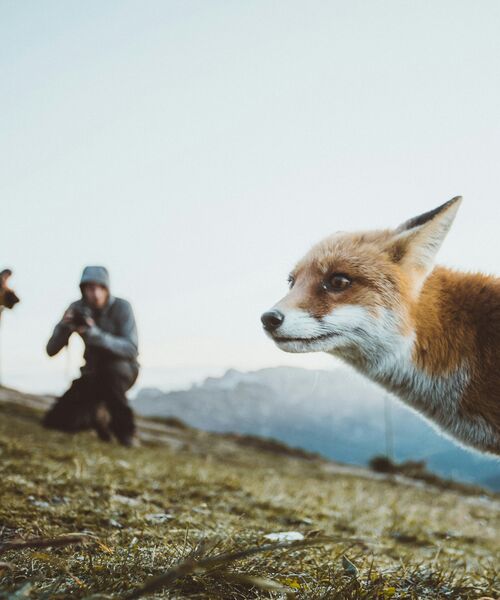 Ein Fuchs steht im Vordergrund einer Berglandschaft, im Hintergrund fotografieren zwei Personen das Tier.