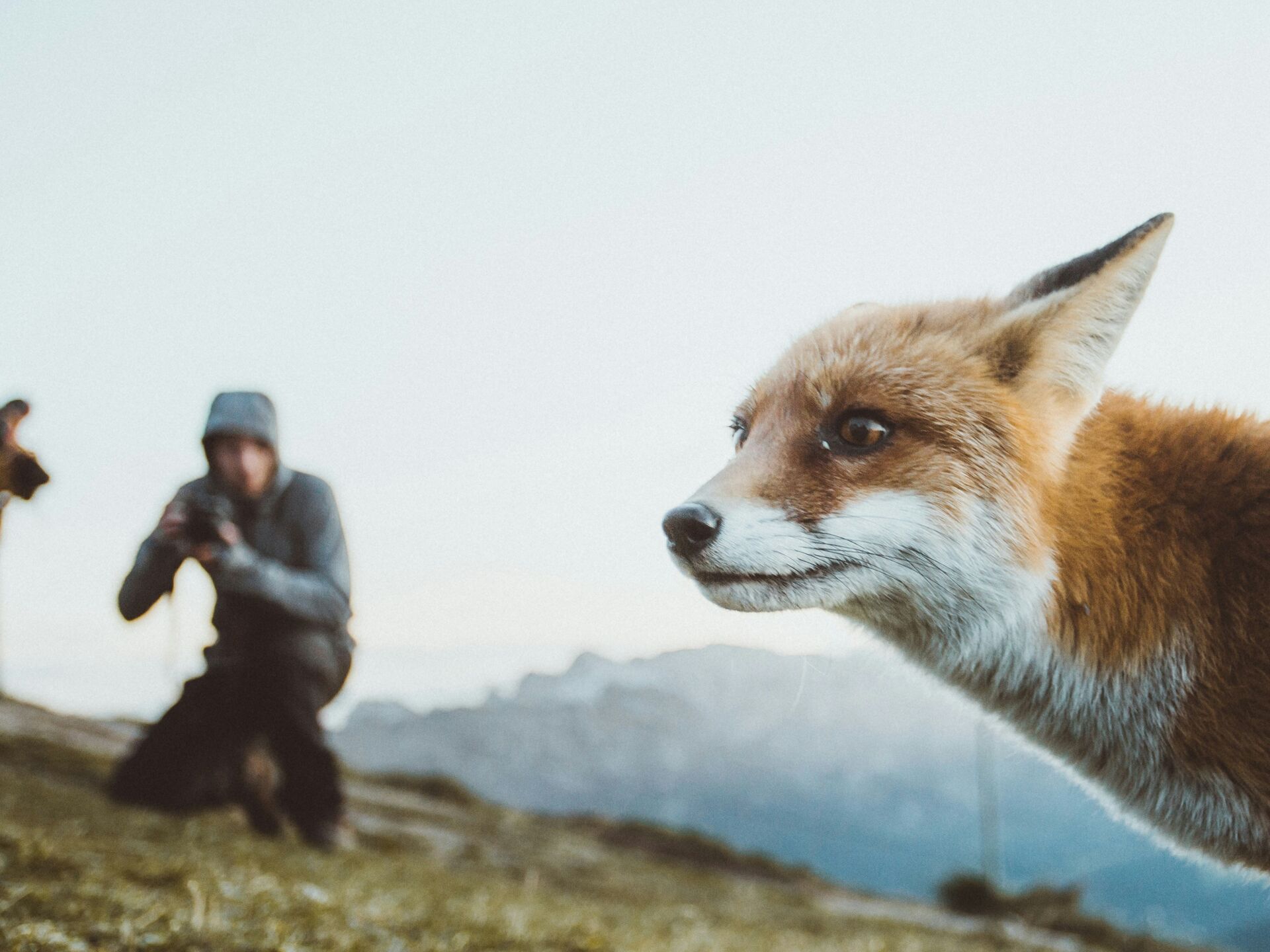 Ein Fuchs steht im Vordergrund einer Berglandschaft, im Hintergrund fotografieren zwei Personen das Tier.