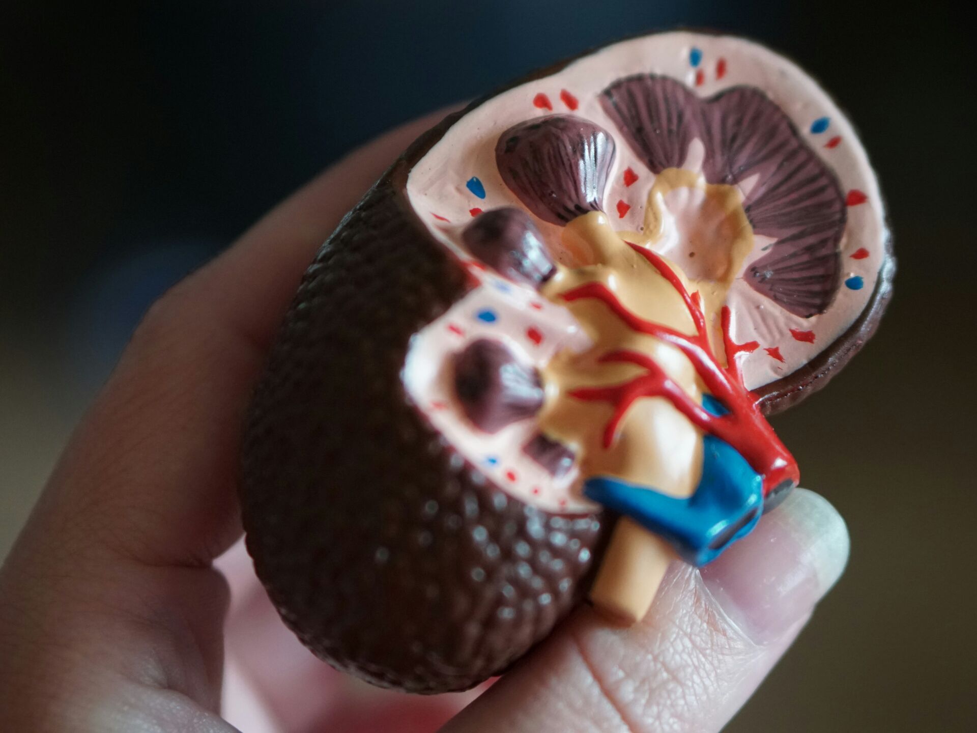 Hand hält ein anatomisches Modell einer Niere mit sichtbaren Blutgefäßen und inneren Strukturen.