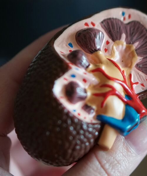 Hand hält ein anatomisches Modell einer Niere mit sichtbaren Blutgefäßen und inneren Strukturen.